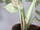 Alocasia Dragon Scale Mint Variegated - nuotraukos Nr. 7