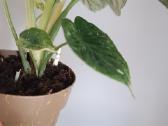 Alocasia Dragon Scale Mint Variegated - nuotraukos Nr. 8