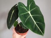 Alocasia Frydek - nuotraukos Nr. 2