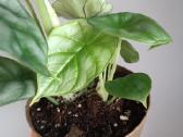 Alocasia Silver Dragon - nuotraukos Nr. 2