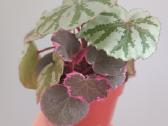 Begonia Temuyuk Silver - nuotraukos Nr. 2