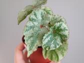 Begonia Temuyuk Silver - nuotraukos Nr. 3