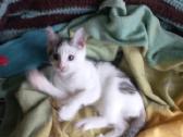 3 mėn.katytė ieško mylinčių namų - nuotraukos Nr. 2