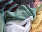 3 mėn.katytė ieško mylinčių namų - nuotraukos Nr. 4