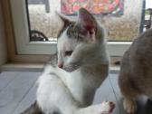 3 mėn.katytė ieško mylinčių namų - nuotraukos Nr. 7