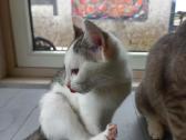 3 mėn.katytė ieško mylinčių namų - nuotraukos Nr. 8
