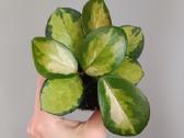Hoya Australis Tricolor - nuotraukos Nr. 2