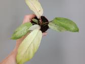 Philodendron Snowdrift - nuotraukos Nr. 3