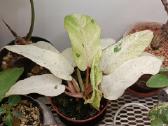 Philodendron Snowdrift - nuotraukos Nr. 2