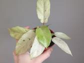 Philodendron Snowdrift - nuotraukos Nr. 4