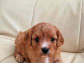 Cavapoo šuniukai nuo kilmingu tevų - nuotraukos Nr. 2