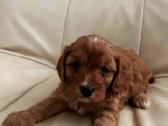 Cavapoo šuniukai nuo kilmingu tevų - nuotraukos Nr. 3