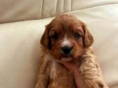 Cavapoo šuniukai nuo kilmingu tevų - nuotraukos Nr. 4