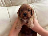 Cavapoo šuniukai nuo kilmingu tevų - nuotraukos Nr. 5