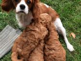 Cavapoo šuniukai nuo kilmingu tevų - nuotraukos Nr. 6