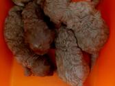 Cavapoo šuniukai nuo kilmingu tevų - nuotraukos Nr. 7