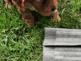 Cavapoo šuniukai nuo kilmingu tevų - nuotraukos Nr. 8