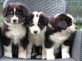 Aussi black tricolor mergaites - nuotraukos Nr. 2