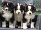 Aussi black tricolor boy&girls - nuotraukos Nr. 3