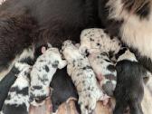 Aussi blue merle boys& girls - nuotraukos Nr. 2