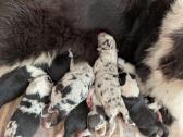 Aussi blue merle boys& girls - nuotraukos Nr. 3