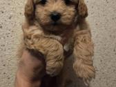 Maltipoo šuniukai pasiruošę vykti į naujus namus - nuotraukos Nr. 12