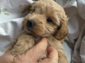 Maltipoo šuniukas ieško namų - nuotraukos Nr. 3