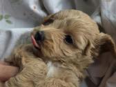 Maltipoo šuniukas ieško namų - nuotraukos Nr. 5