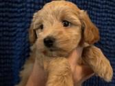 Maltipoo šuniukas ieško namų - nuotraukos Nr. 4