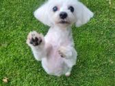 Maltipoo šuniukas ieško namų - nuotraukos Nr. 7