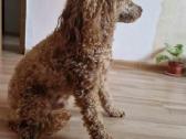 Maltipoo šuniukas ieško namų - nuotraukos Nr. 8