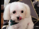 Maltipoo šuniukas ieško namų - nuotraukos Nr. 9