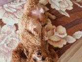Maltipoo šuniukas ieško namų - nuotraukos Nr. 10