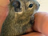 Atiduodama degu mažytė mergaitė - nuotraukos Nr. 2