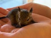 Atiduodama degu mažytė mergaitė - nuotraukos Nr. 3