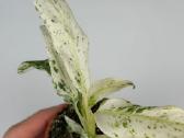 Monstera albo variegata ir kiti augalai - nuotraukos Nr. 16