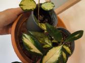 Monstera albo variegata ir kiti augalai - nuotraukos Nr. 17