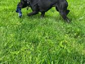 Cane Corso - nuotraukos Nr. 2