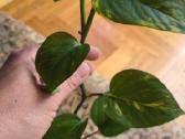 Monstera albo variegata ir kiti augalai - nuotraukos Nr. 18