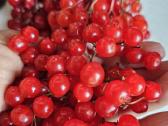 Putino uogos 1 kg Vilnius - nuotraukos Nr. 2