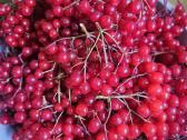 Putino uogos 1 kg Vilnius - nuotraukos Nr. 3