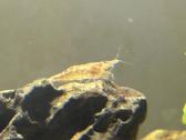 Parduodu Neocaridina krevetes - nuotraukos Nr. 2
