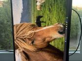 Samsung monitorius - nuotraukos Nr. 2