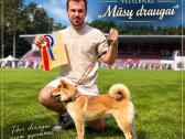 Parduodu shiba inu šuniukus - nuotraukos Nr. 2