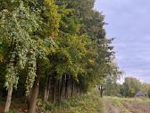 Pavojingų medžių pjovimas / genėjimo darbai - nuotraukos Nr. 8