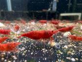 Fire Red krevetės (Neocaridina davidi) - nuotraukos Nr. 2