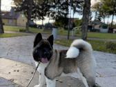 Amerikiečių Akita patinėlis - nuotraukos Nr. 3