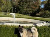 Amerikiečių Akita patinėlis - nuotraukos Nr. 5