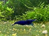 Blue Sapphire krevetės (Neocaridina davidi) - nuotraukos Nr. 2