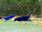 Blue Sapphire krevetės (Neocaridina davidi) - nuotraukos Nr. 3